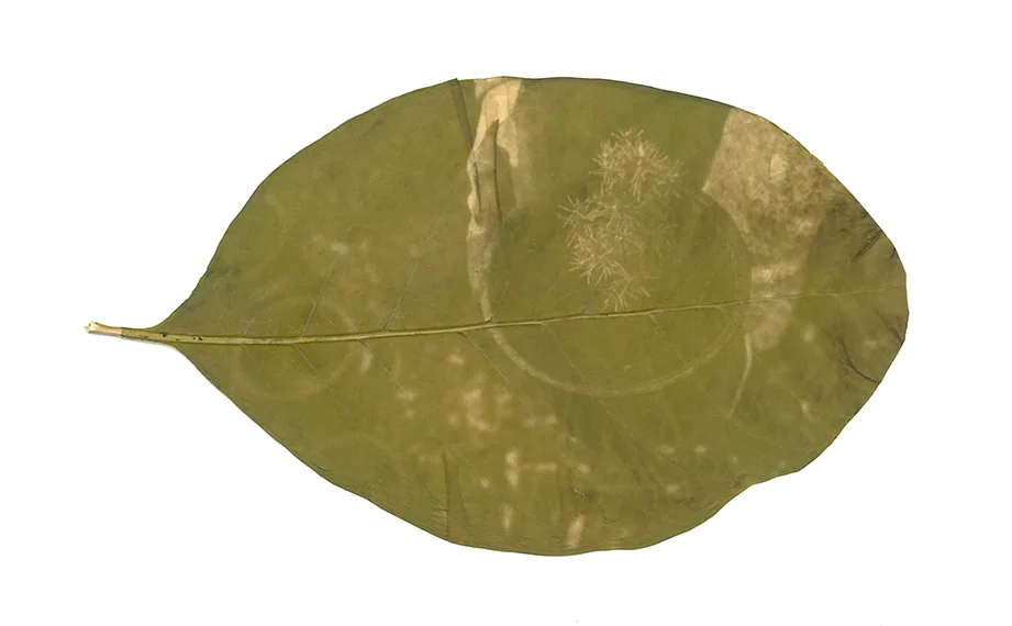 leaf001_WhiteBackground.jpg