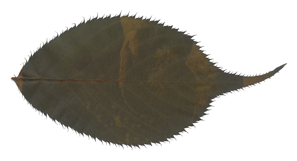 leaf003_WhiteBackground.jpg