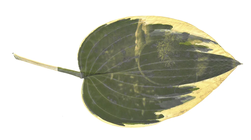 Chlorophyll prints: Tree sapling on leaves