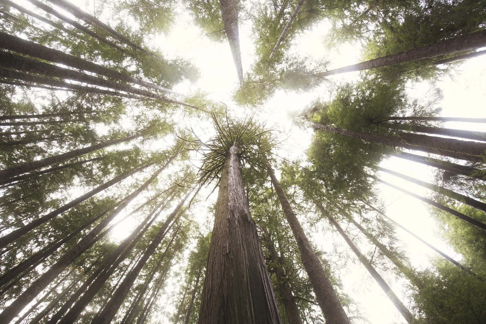 Rooted in Puget Sound: Called to Action By Trees that Inspire