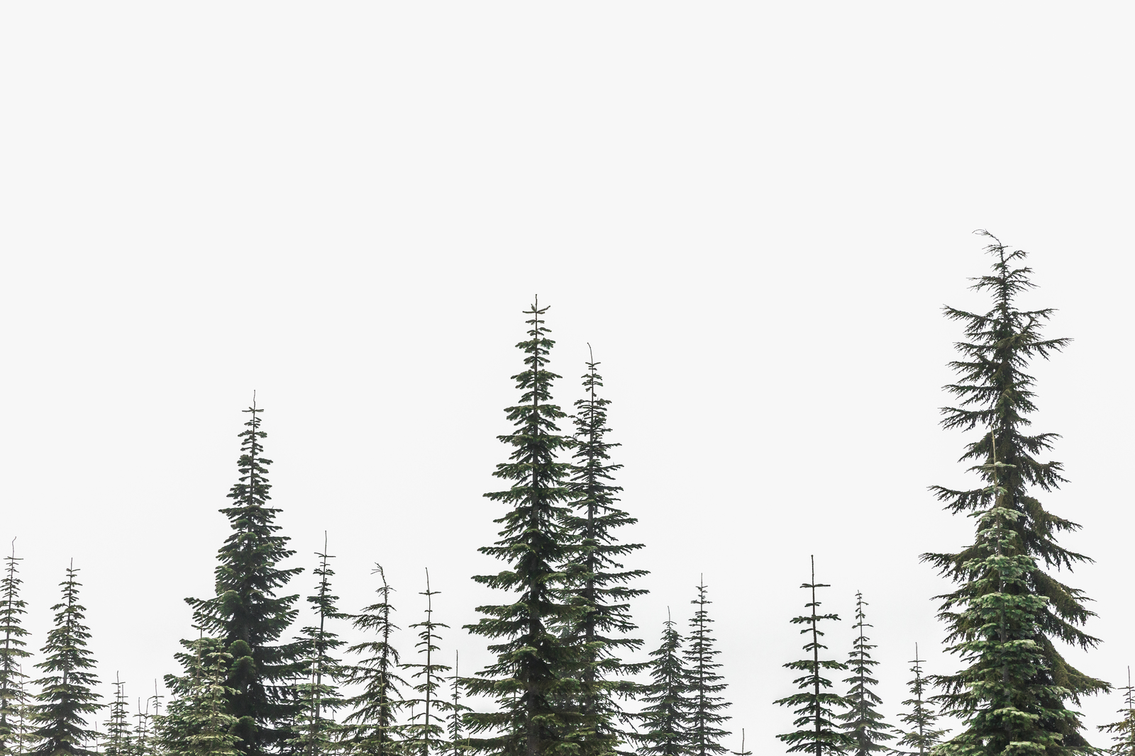 Evergreen scents and childlike wonder