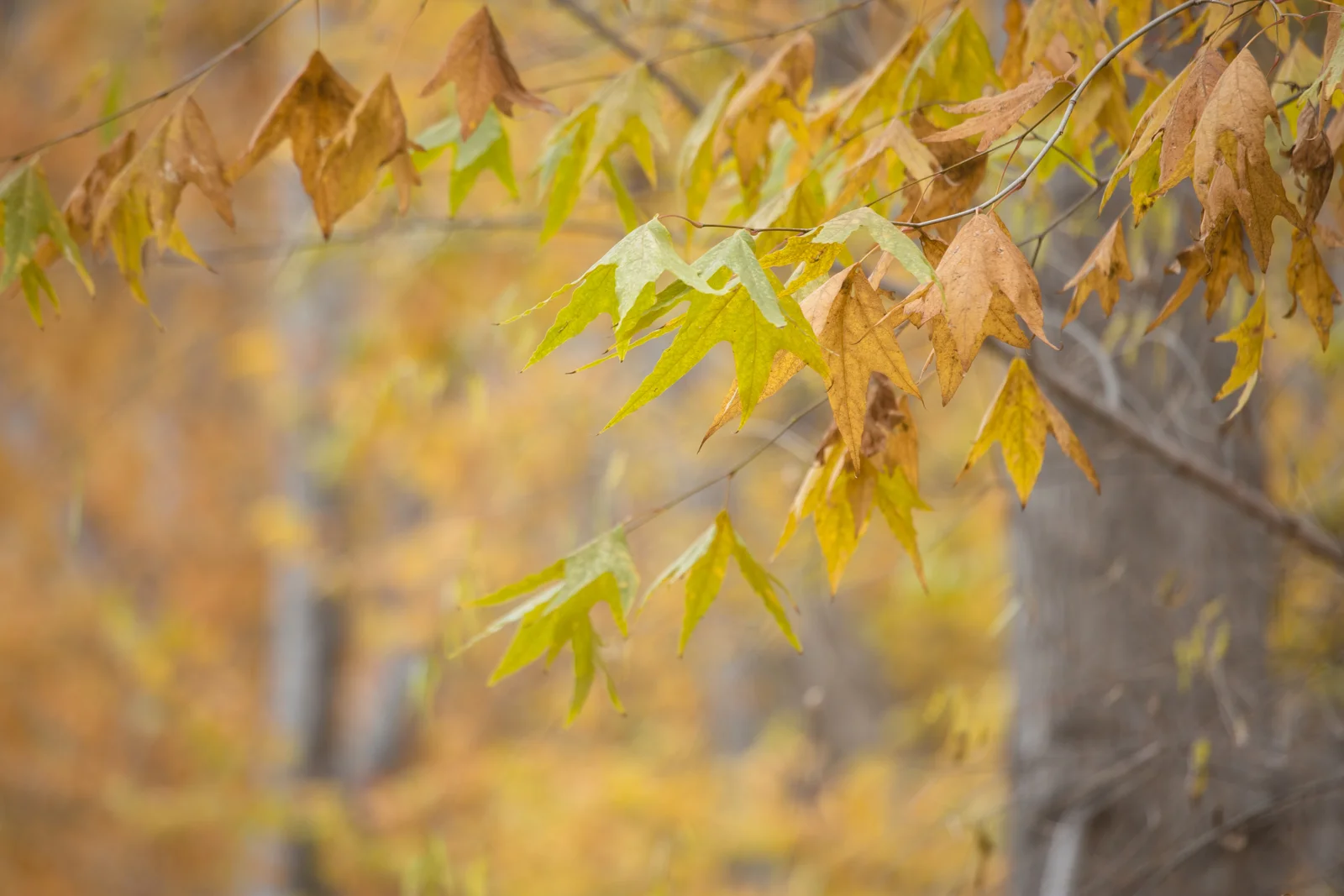 Growing Pains among Sycamore Sentinels