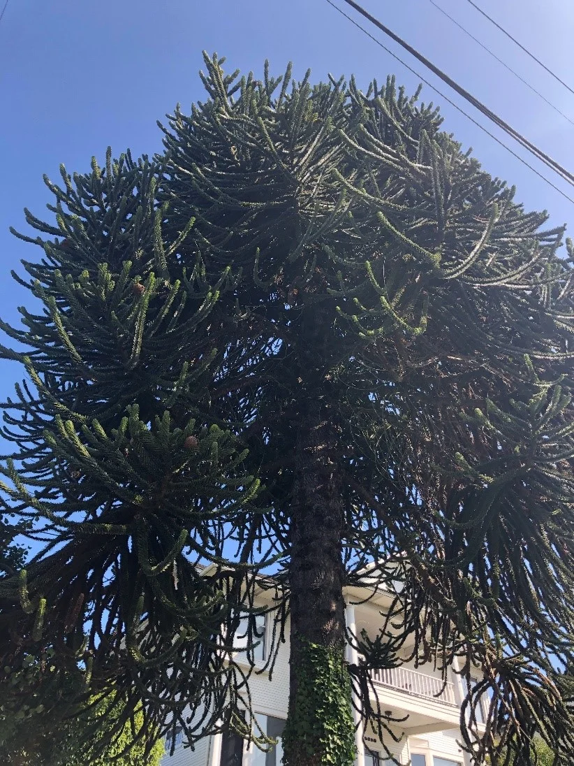 Chilean pine.jpg