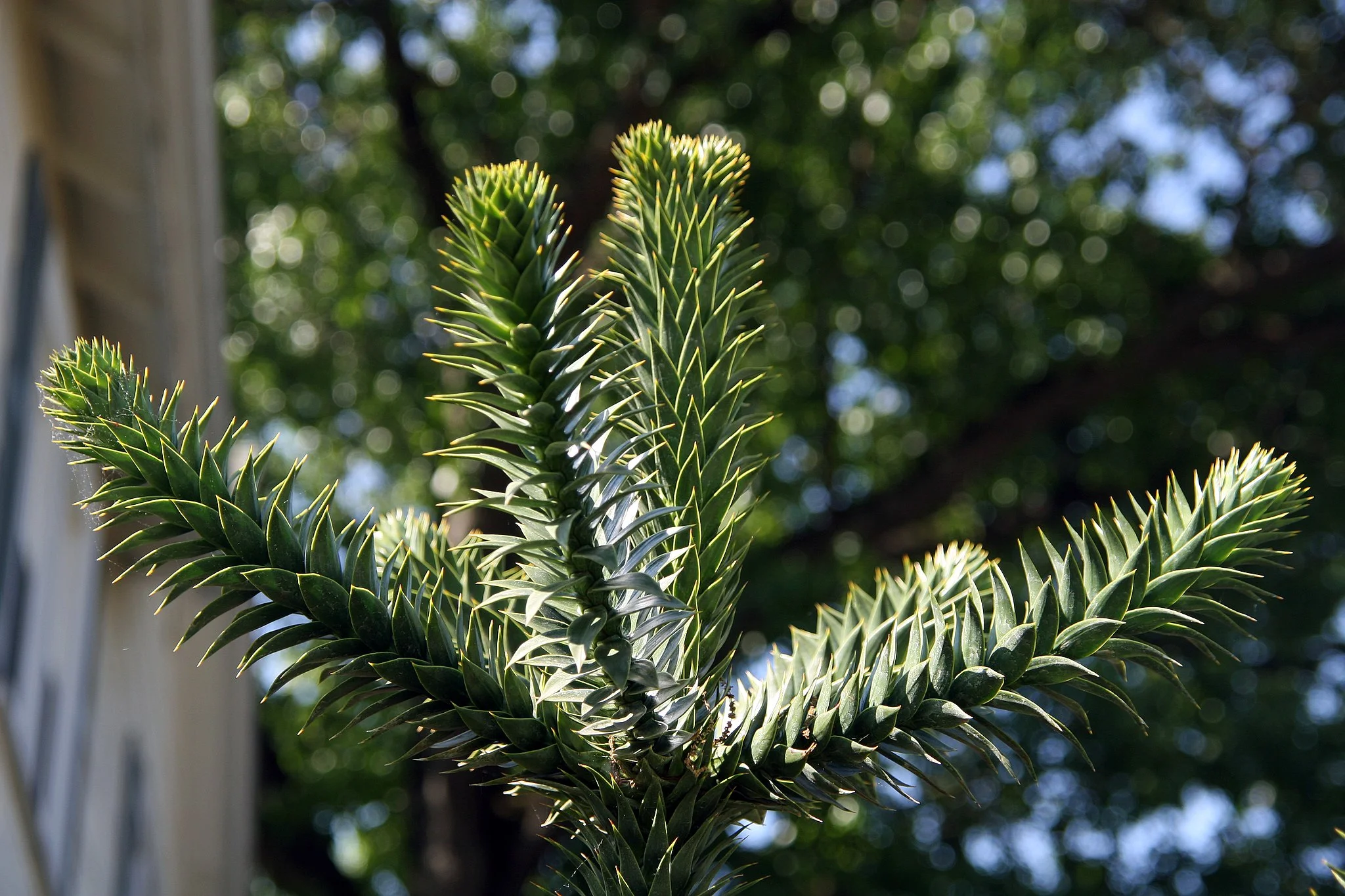 Trees Are Where the Heart Is