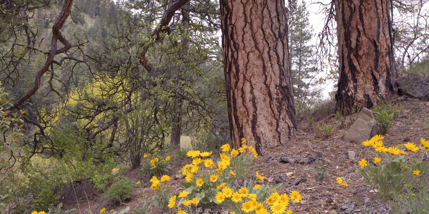 Grandmother Ponderosa