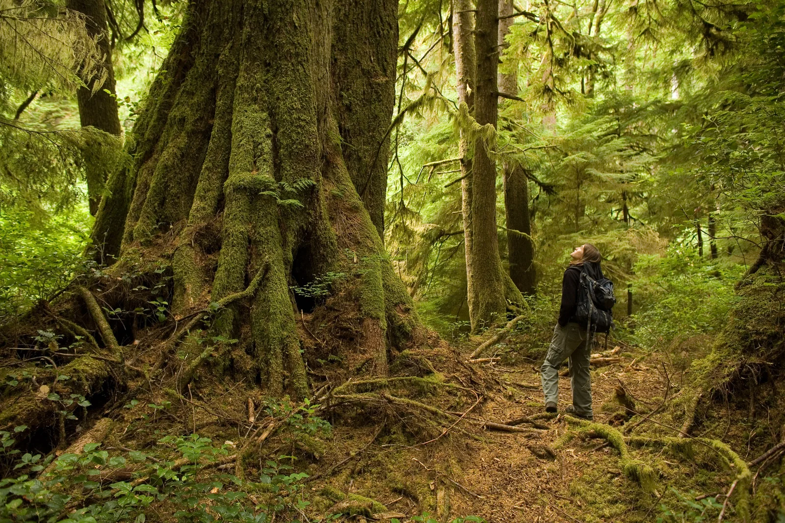 Climate Clues in Washington's Coastal Old-Growth Forest
