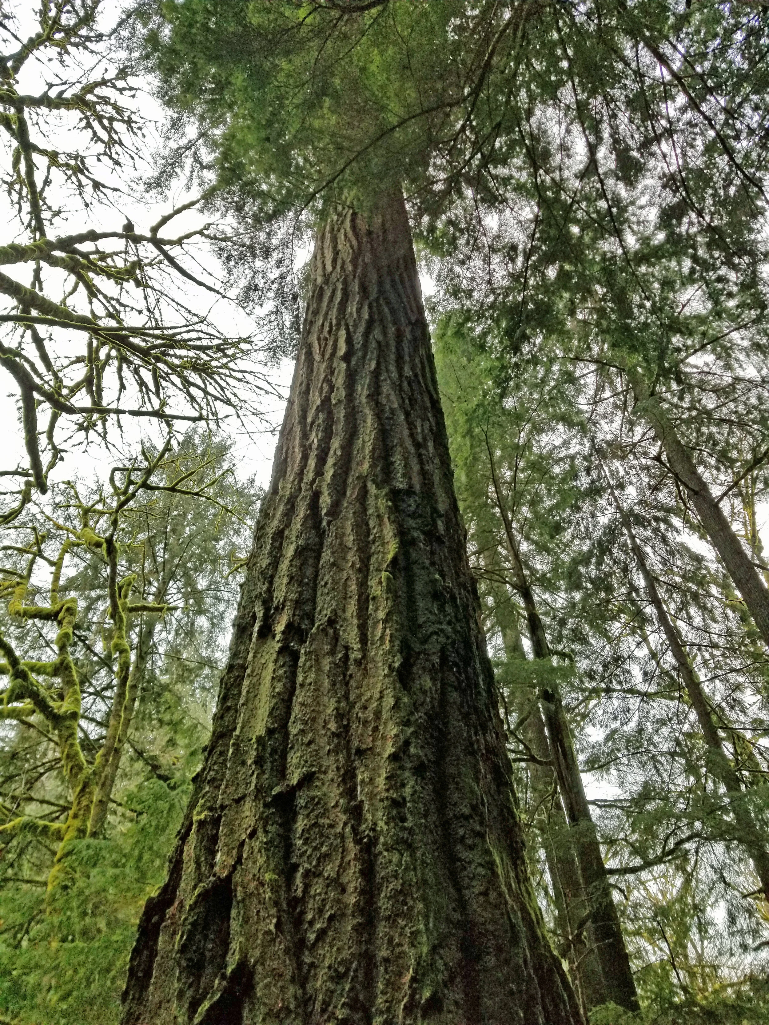 Katha Miller-Winder Big Tree (1).jpg