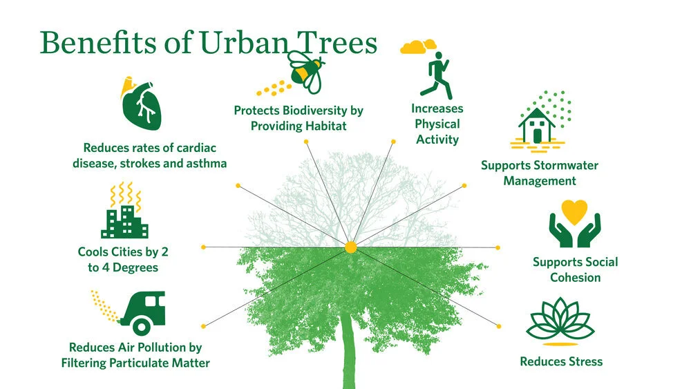 Even in urban spaces, nature and trees provide myriad benefits for community and mental health.