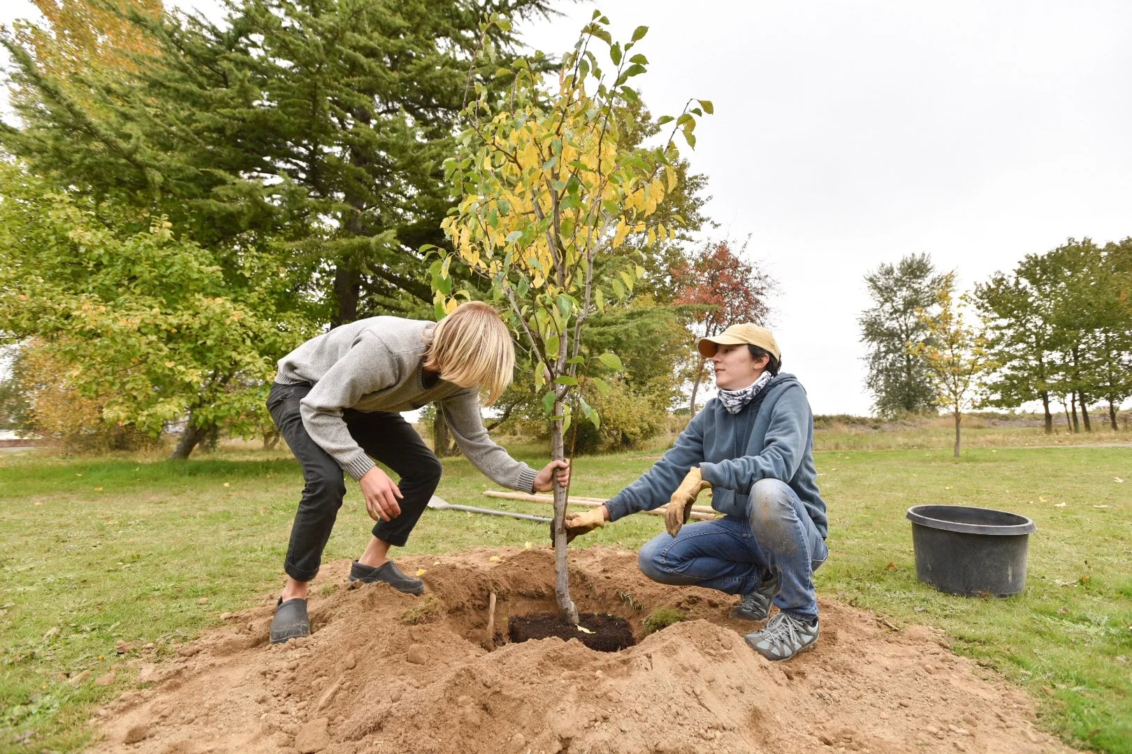 Let’s Plant Trees in Puget Sound