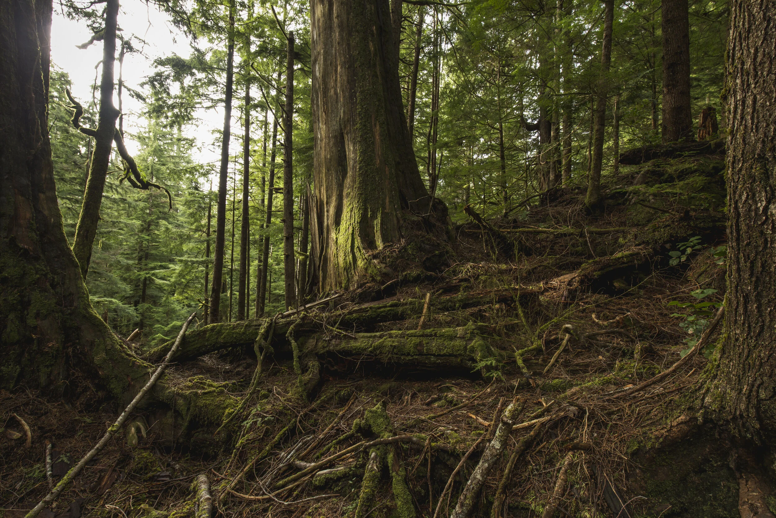 Restoring Old Growth on the Coast—Using Science to Measure Our Success