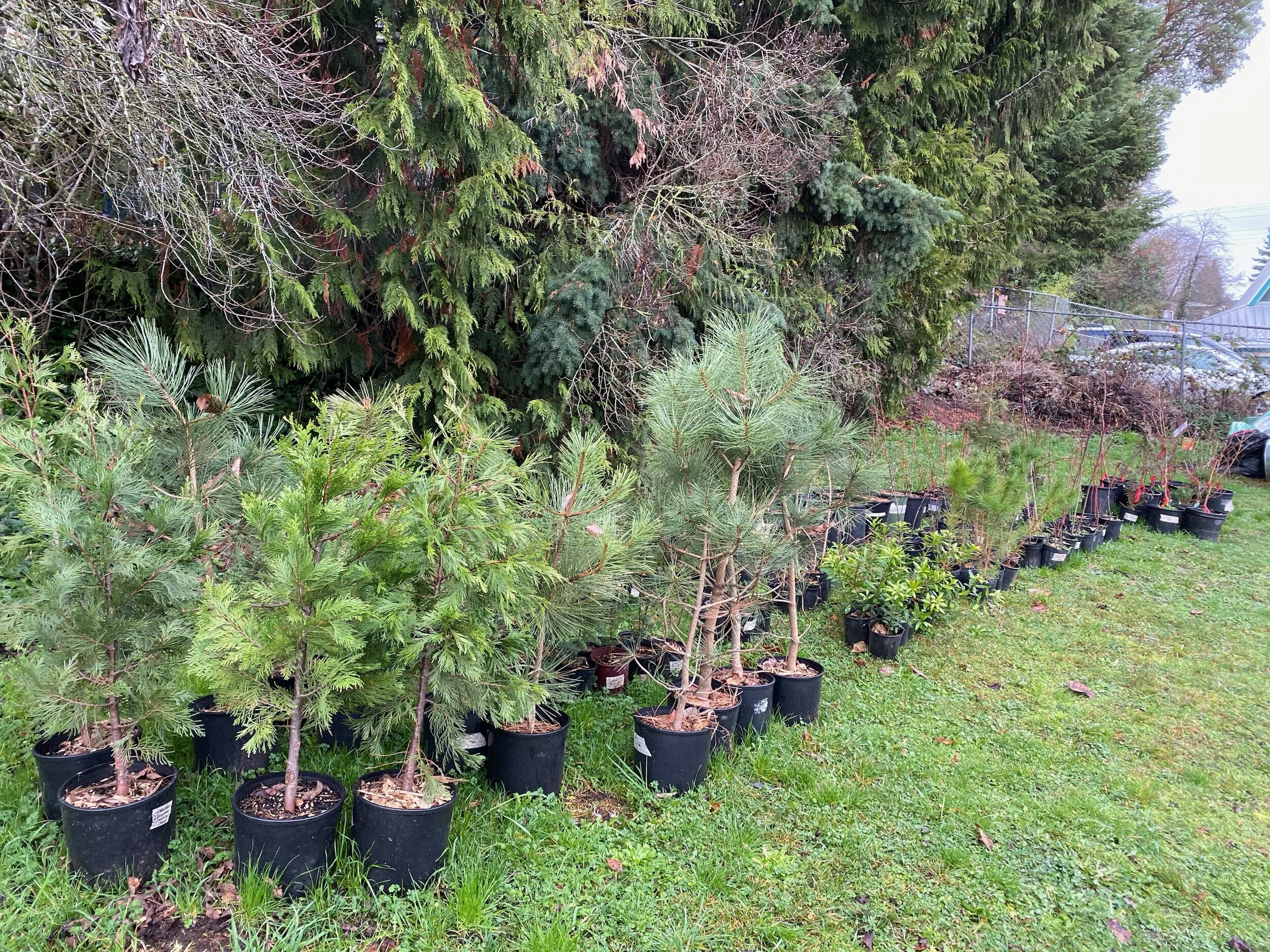 Trees are rooting community in Rainier Beach