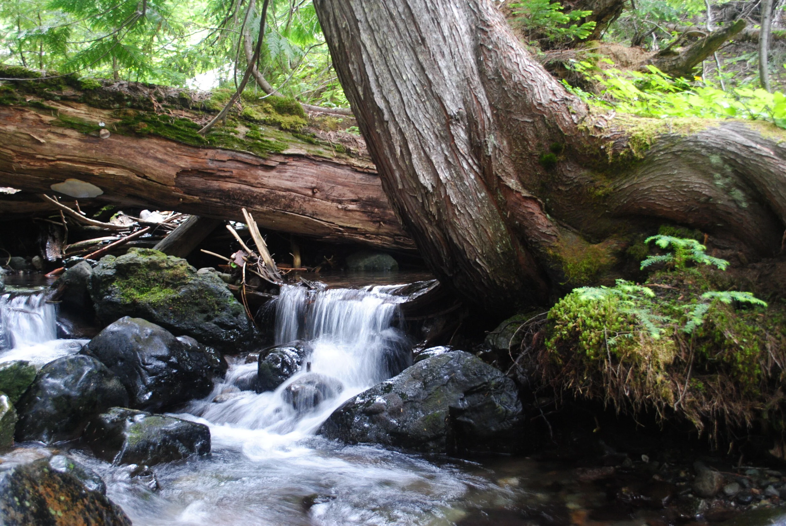 Forests and Swift Water: A Love Story