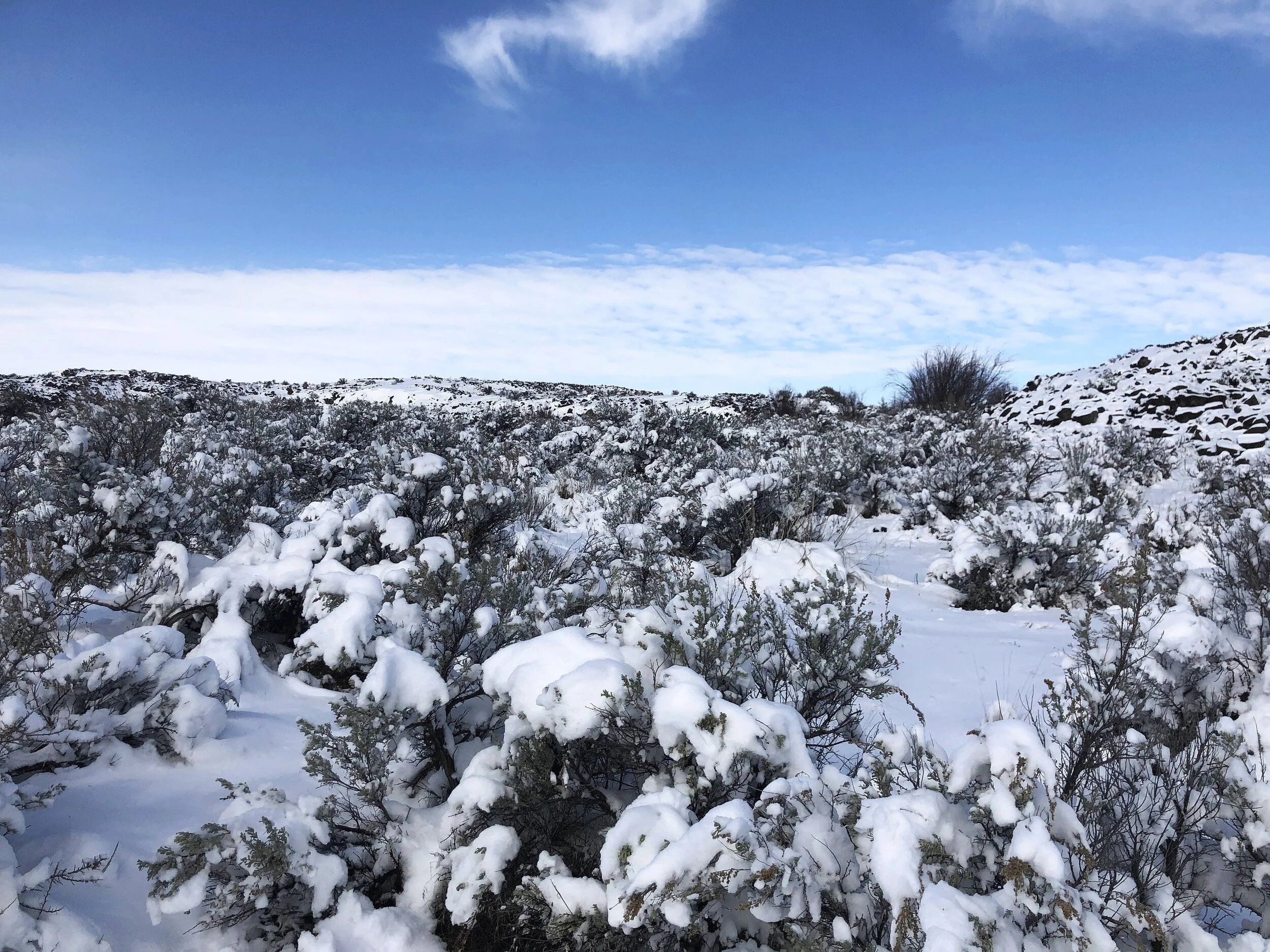 Exploring Moses Coulee/Beezley Hills — The Nature Conservancy in Washington