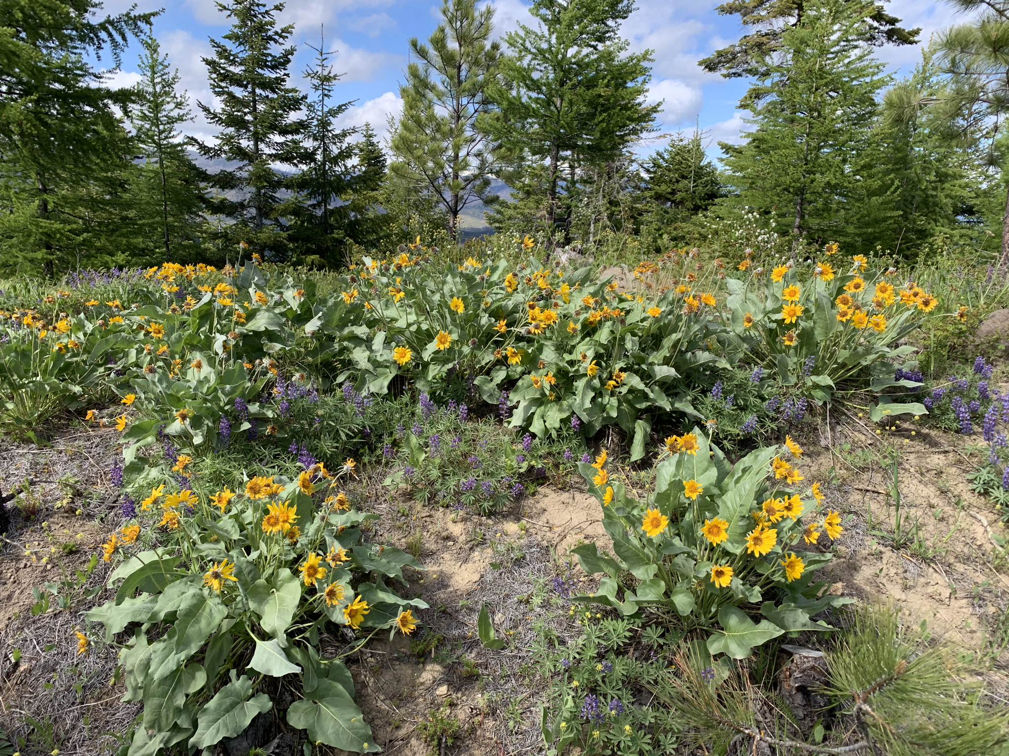 Community in the Forest in the Time of Covid