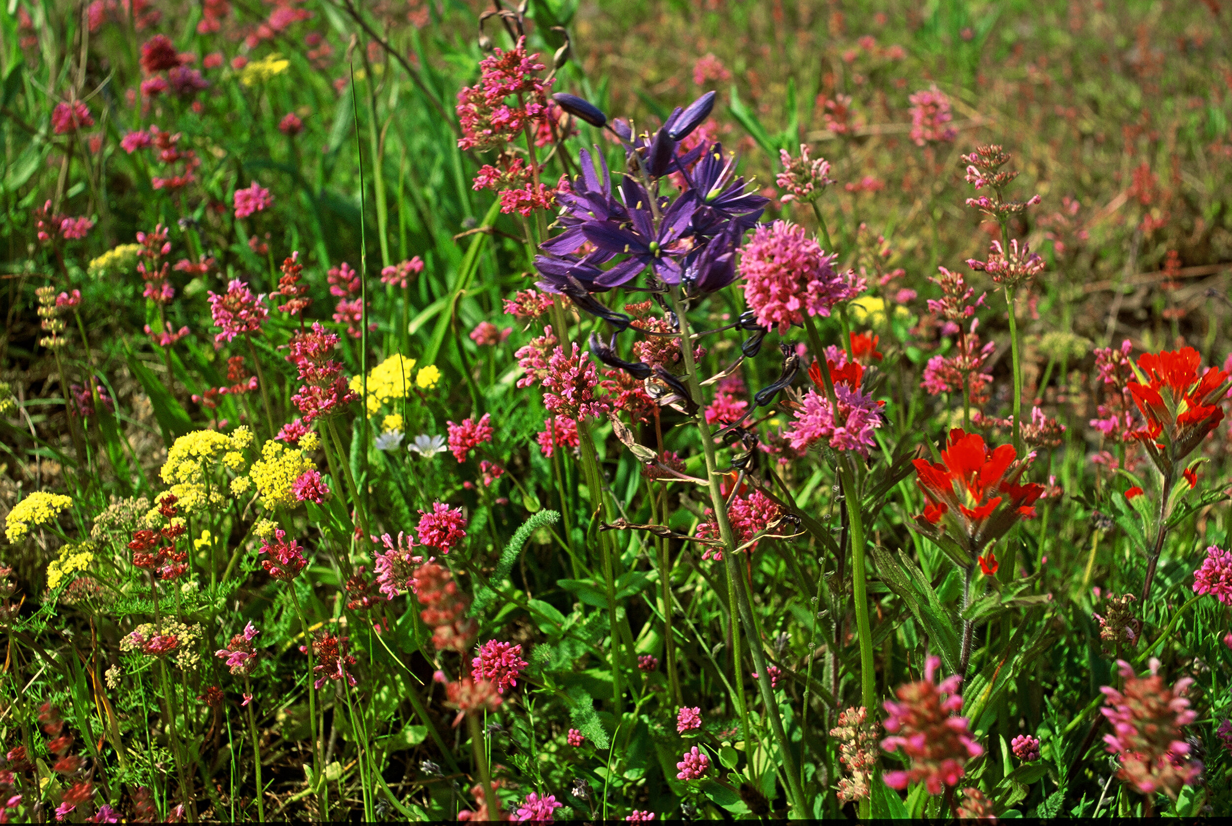 New Trustees for The Nature Conservancy in Washington 