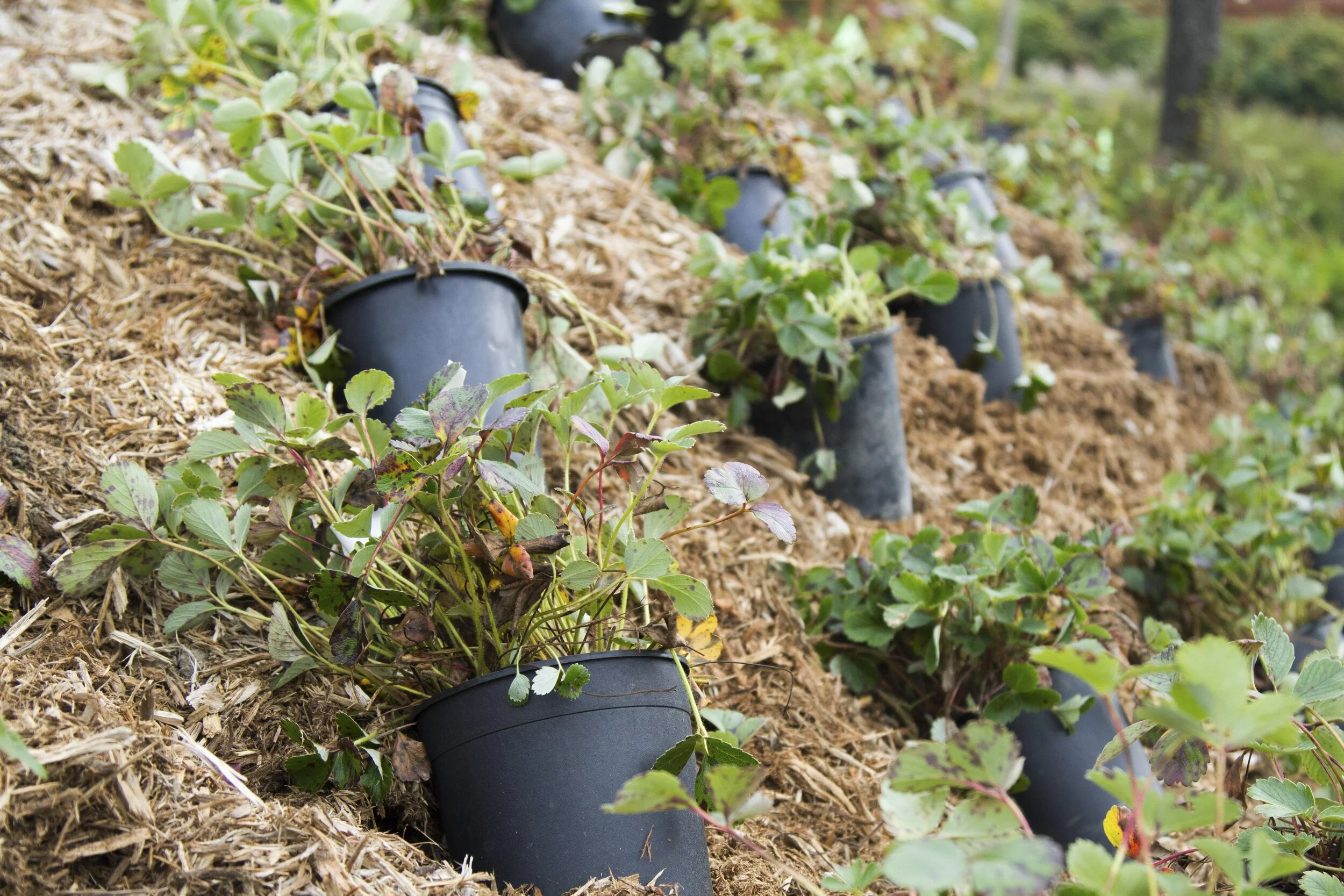 In-person event: Work Party at Danny Woo Community Garden