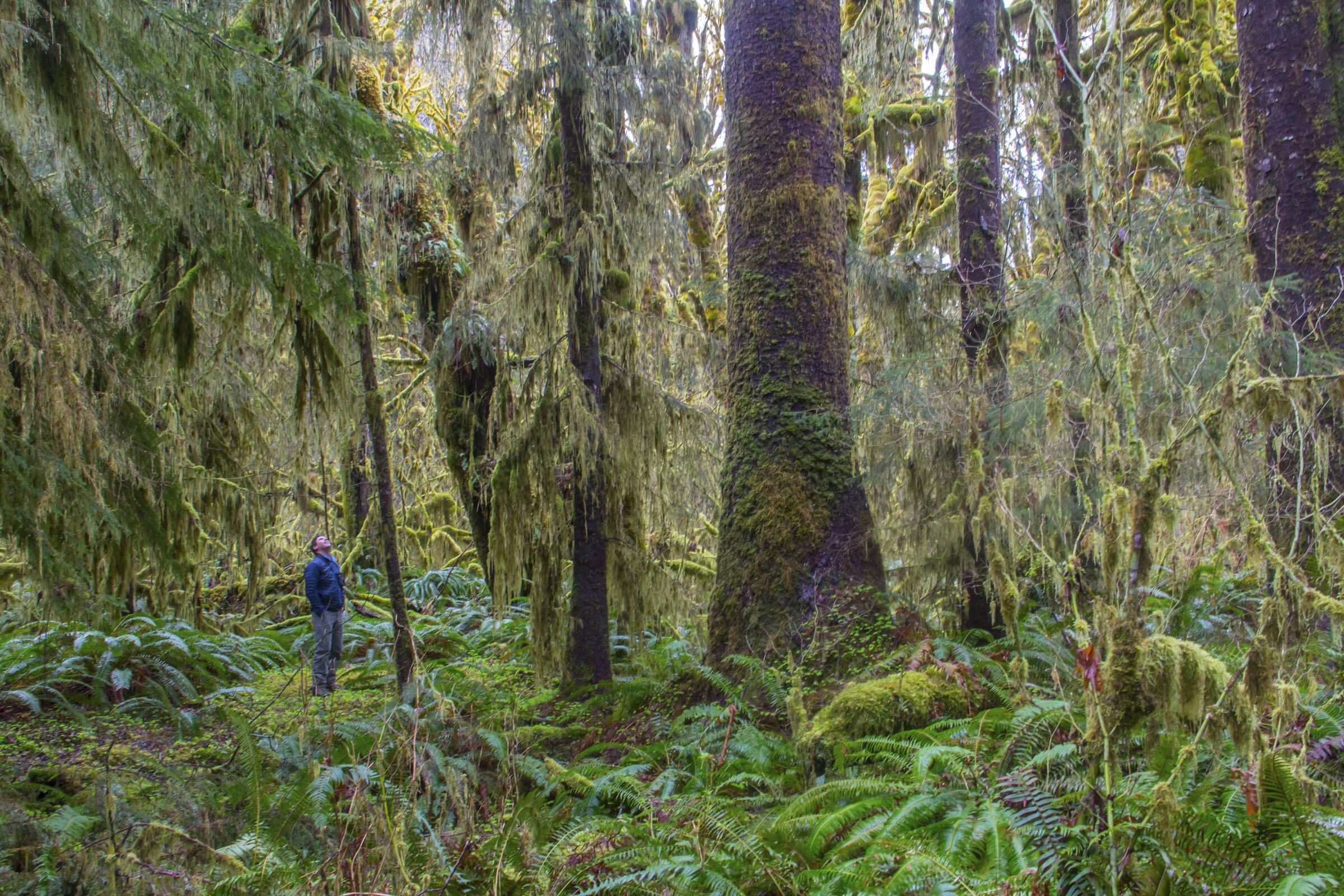 Olympic Rainforest—Climate Resilience for forests, salmon and