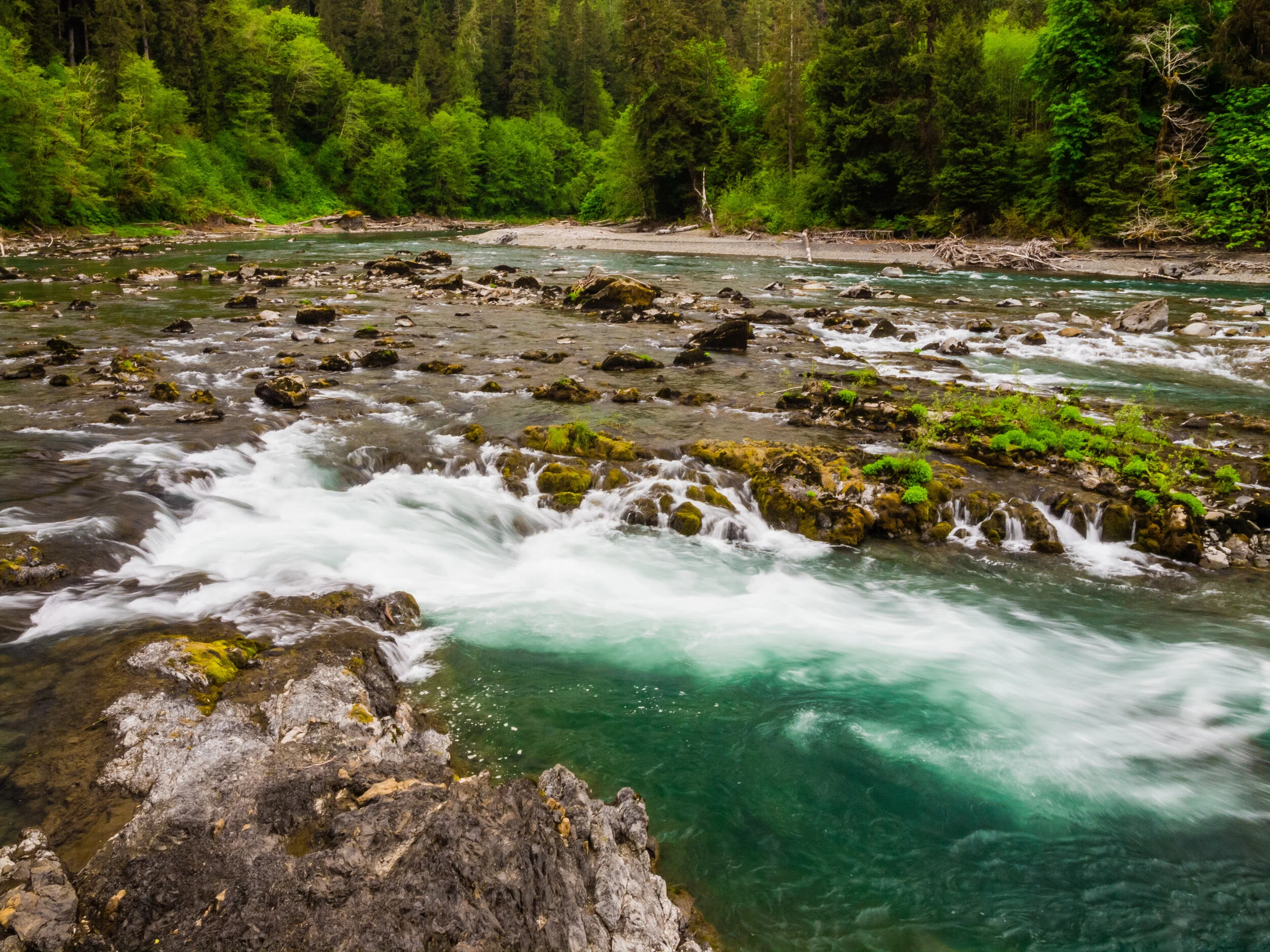 Olympic Rainforest—Climate Resilience for forests, salmon and people