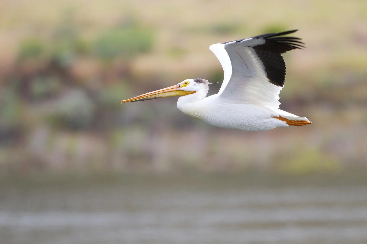 Online Volunteer Information Session