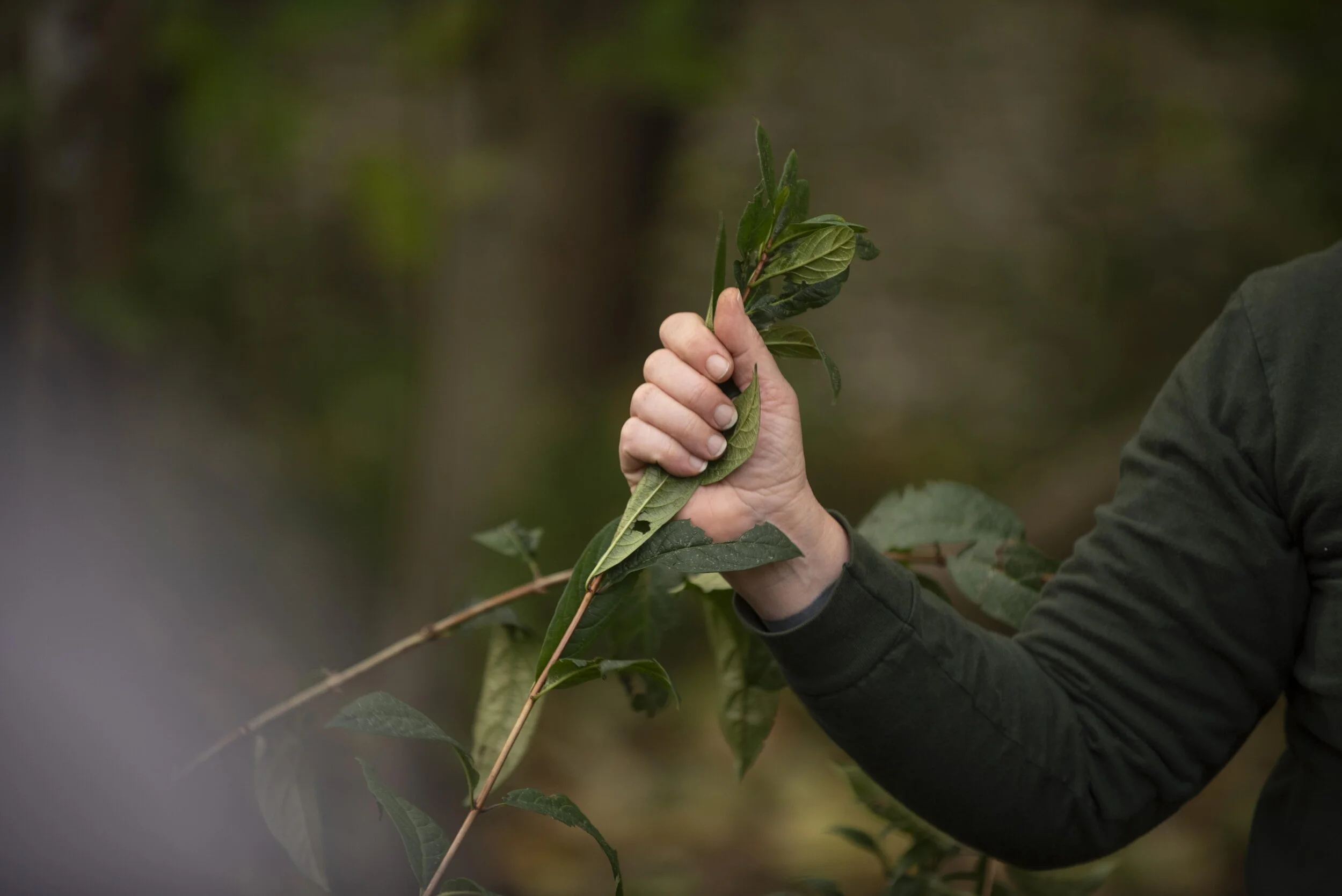 Volunteer to Restore Habitat