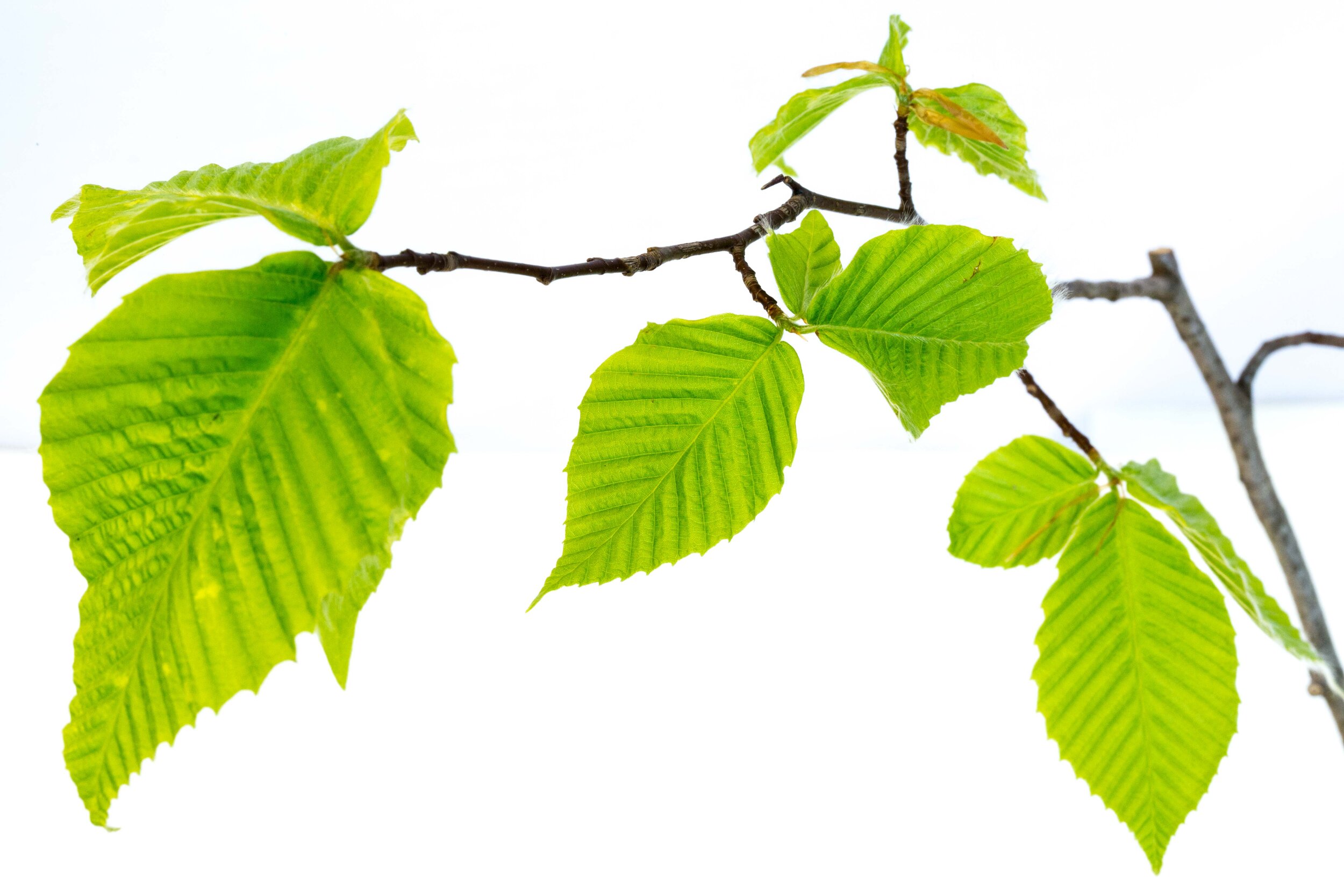 Why I study Phenology
