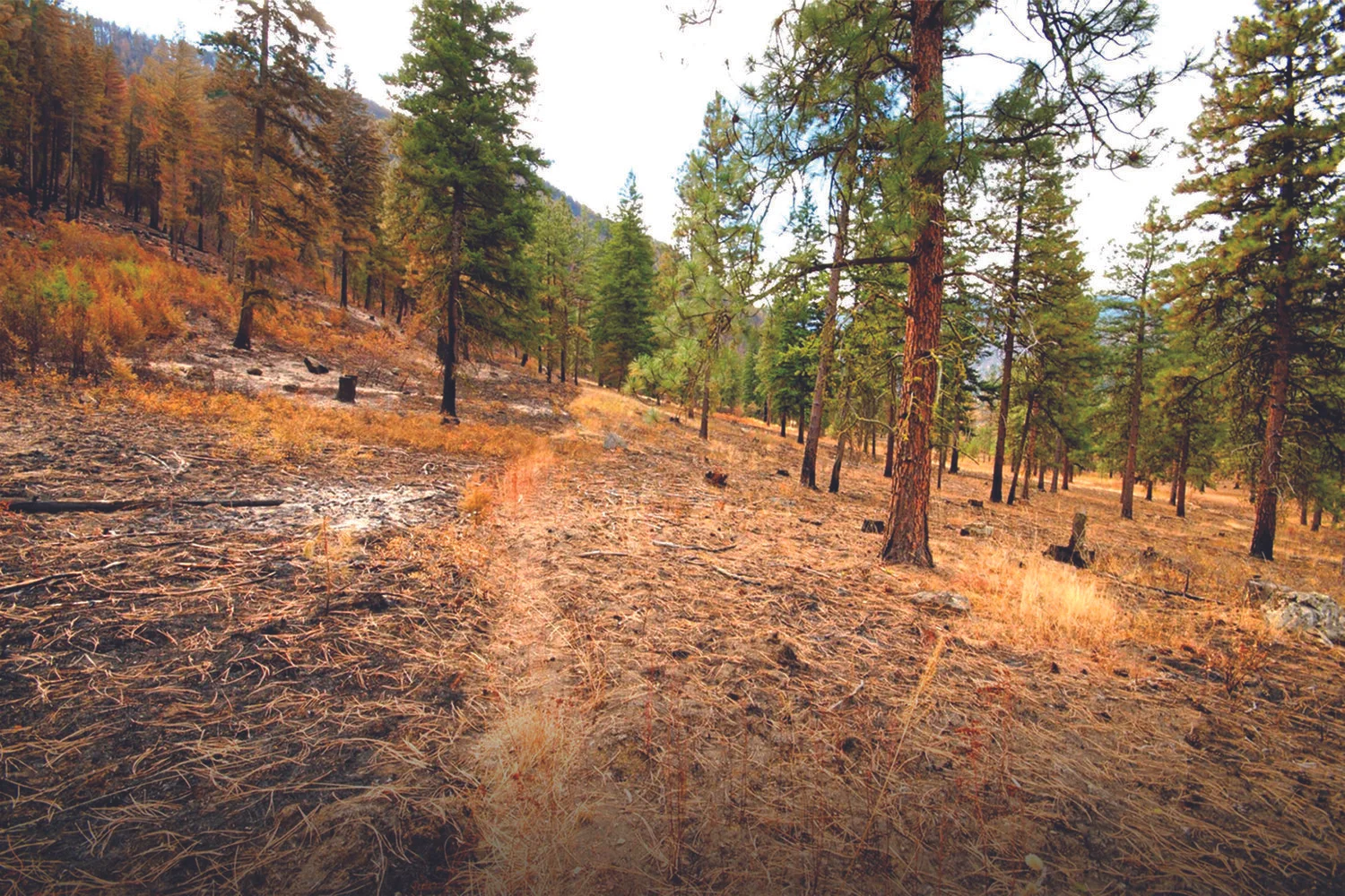 The above photo of a forest in the Sinlahekin Wildlife Area shows the benefits of prescribed burns. On the left is a part of the forest that was thinned and sustained significant damage from the Lime Belt Fire in 2015. The right side of the photo shows an adjacent area that had tree thinning and prescribed burns completed by the state Department of Fish and Wildlife in 2014, which minimized fire behavior and damage from the Lime Belt Fire.&nbsp; © Jason Haug
