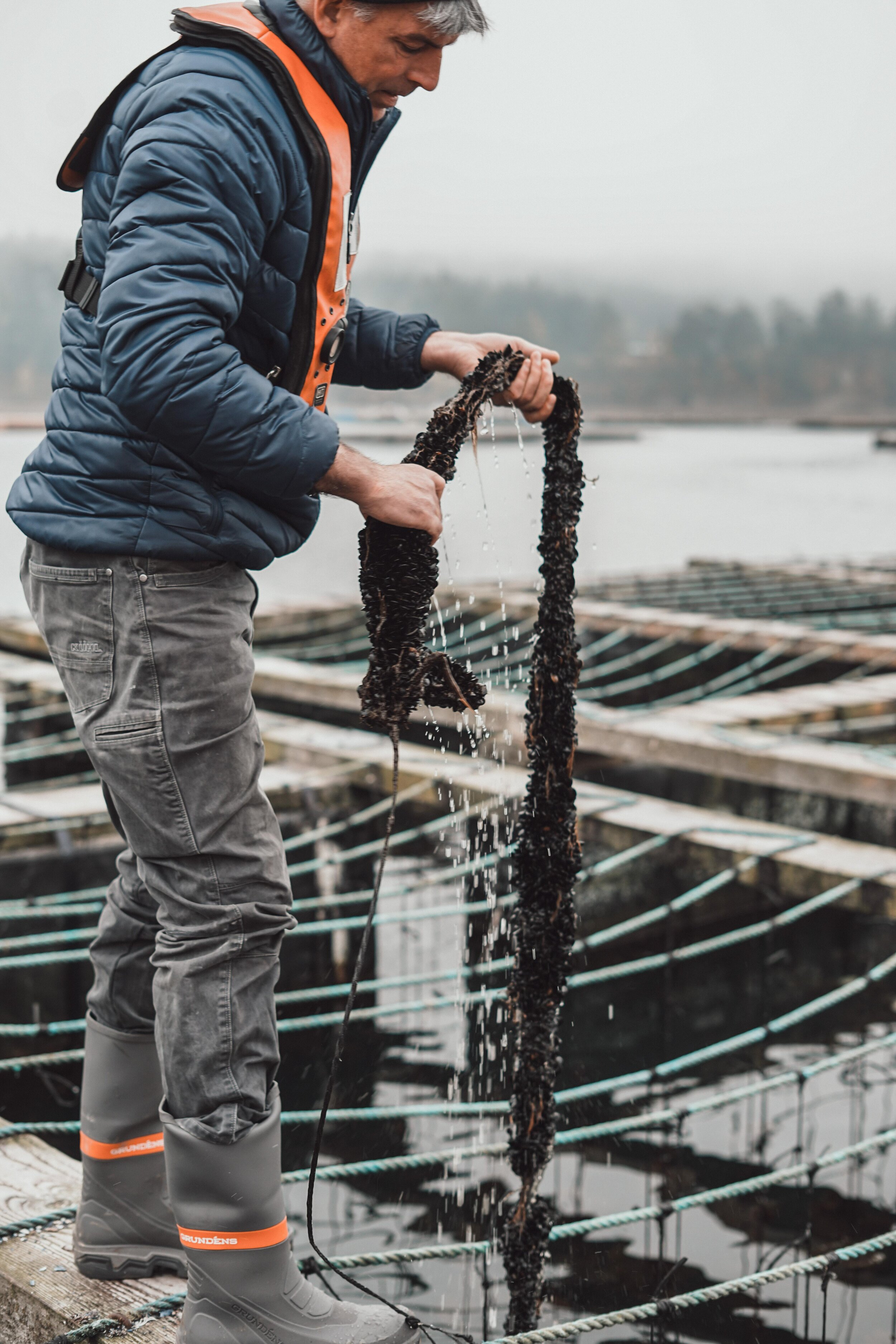  Penn Cove Shellfish Operations Manager Tim Jones checks on a crop at the farm off central Whidbey Island. Photo by Courtney Baxter.  