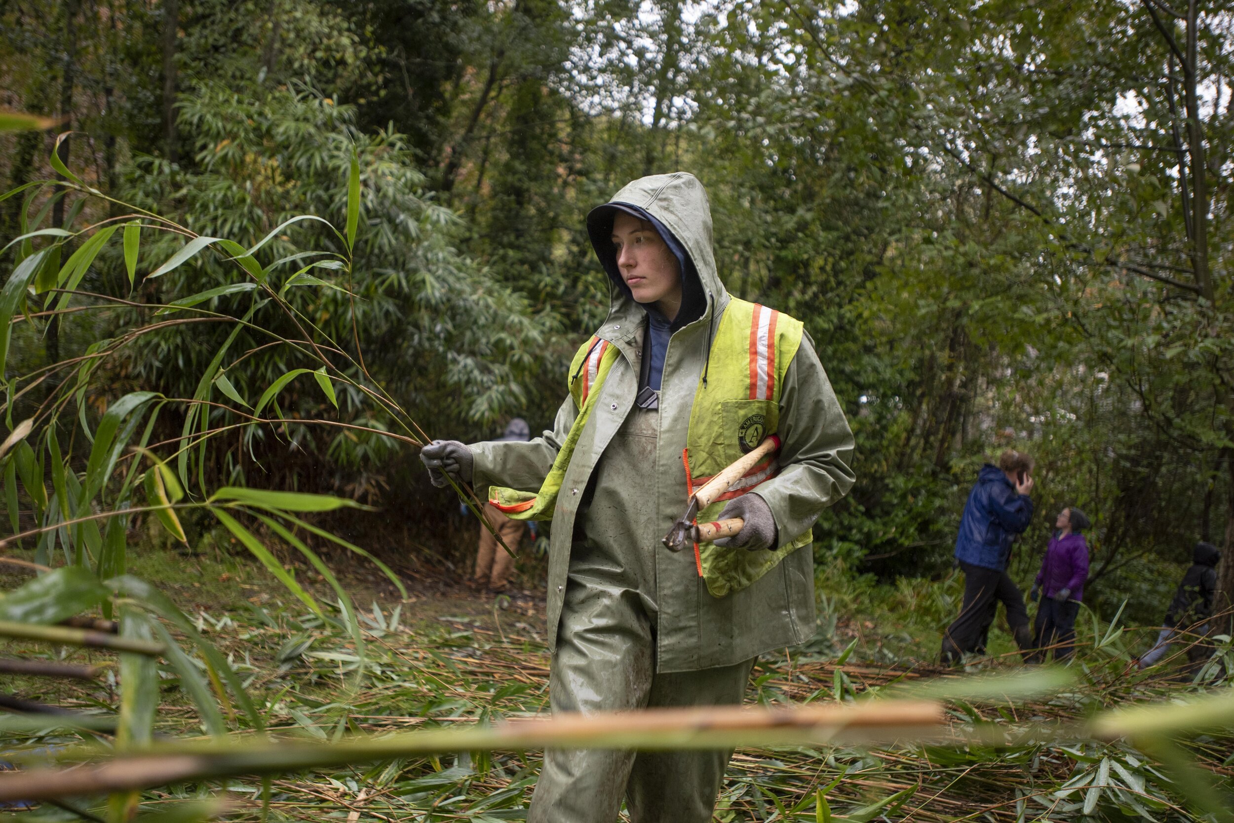  Invasive species removal is a key part of environmental restoration work across Washington. Here, removing invasive bamboo from Longfellow Creek in West Seattle. Photo by Hannah Letinich. 