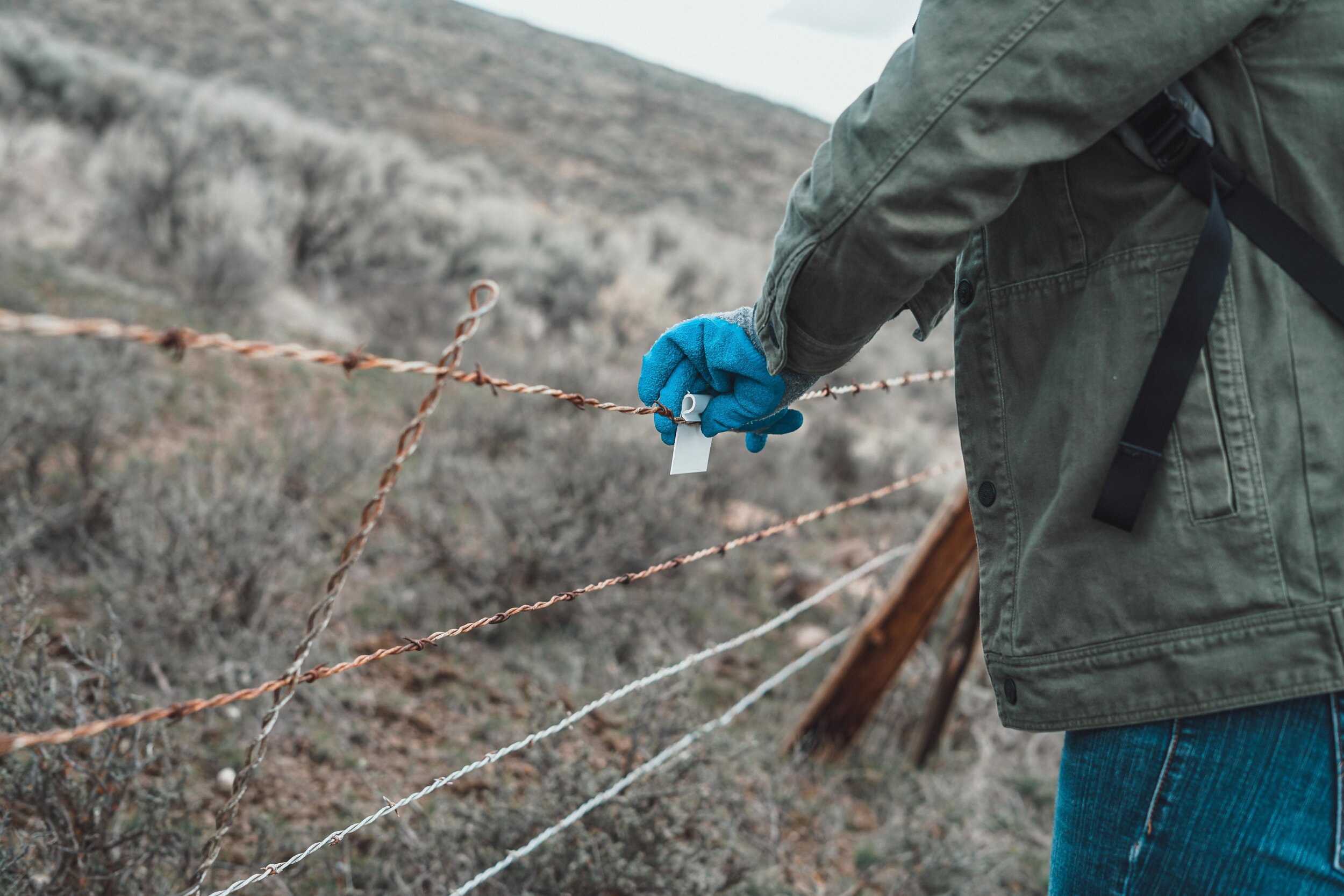  Tagging fencing for Sage grouse safety in Moses Coulee. Photo by Courtney Baxter. 