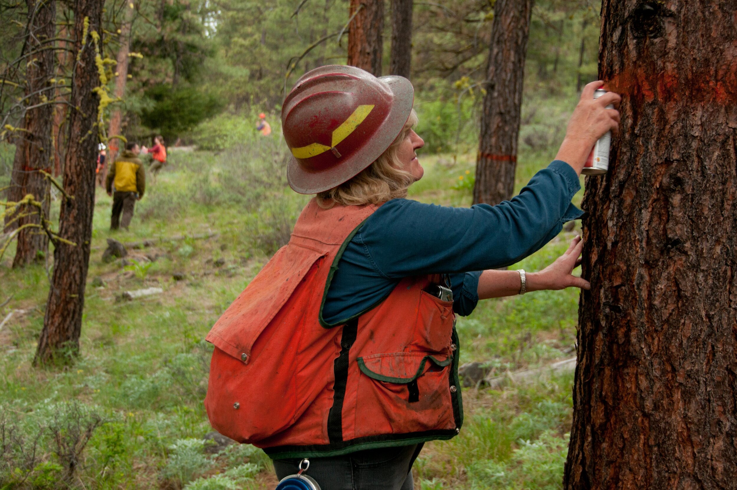  Participants mark trees at a forestry workshop near Cle Elum in the Central Cascades. Photo by Hannah Letinich. 