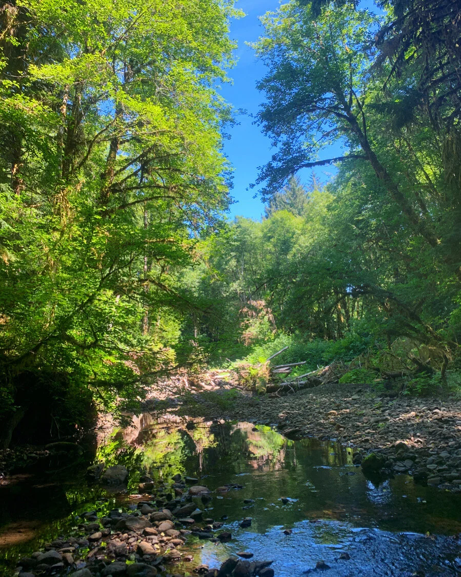 Light dapples Shale Creek, a tributary to the Clearwater and Queets rivers in our Olympic Rainforest Reserves.