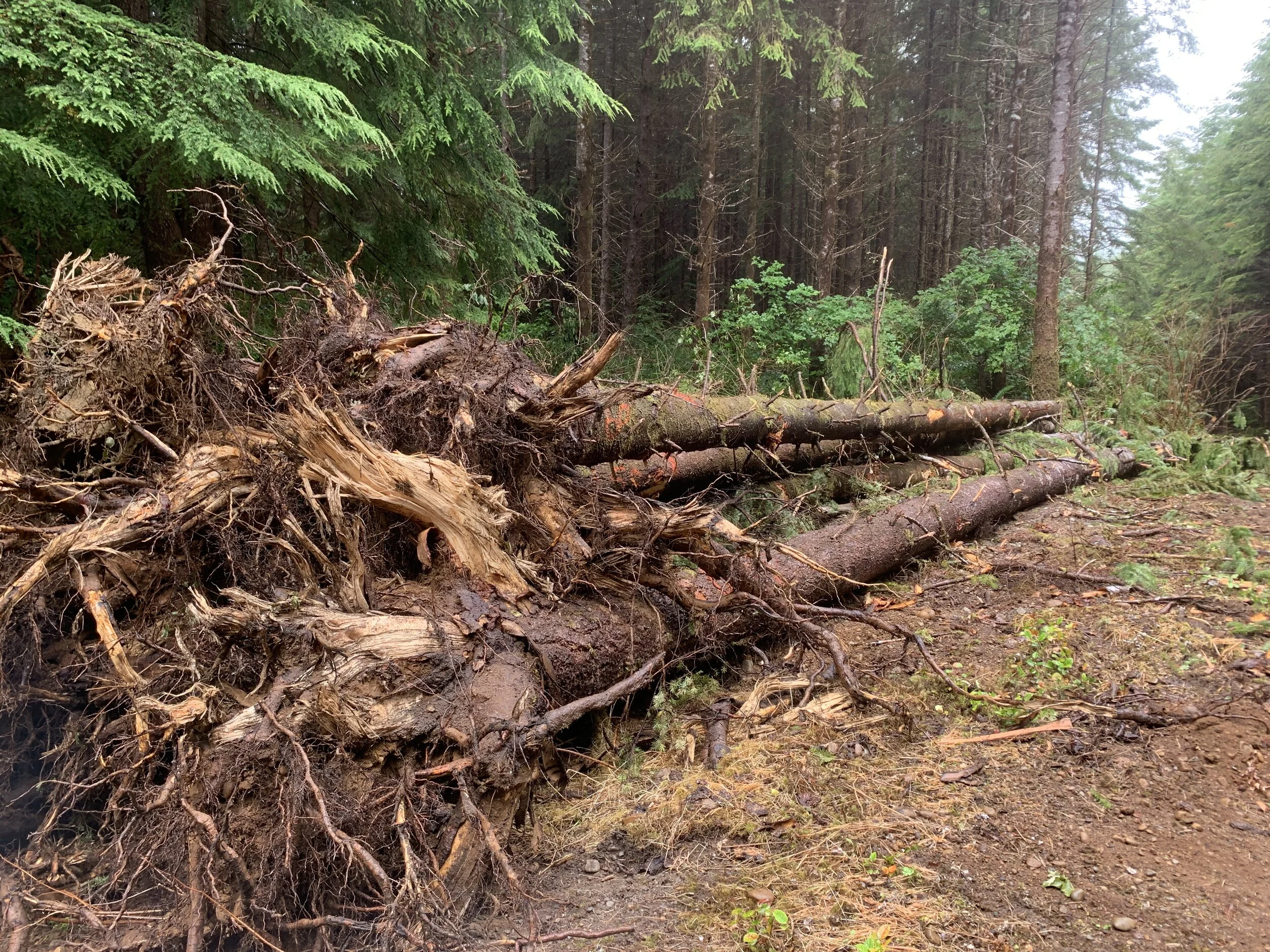 It might look like a pile of logs but it’s a powerful force for salmon restoration.