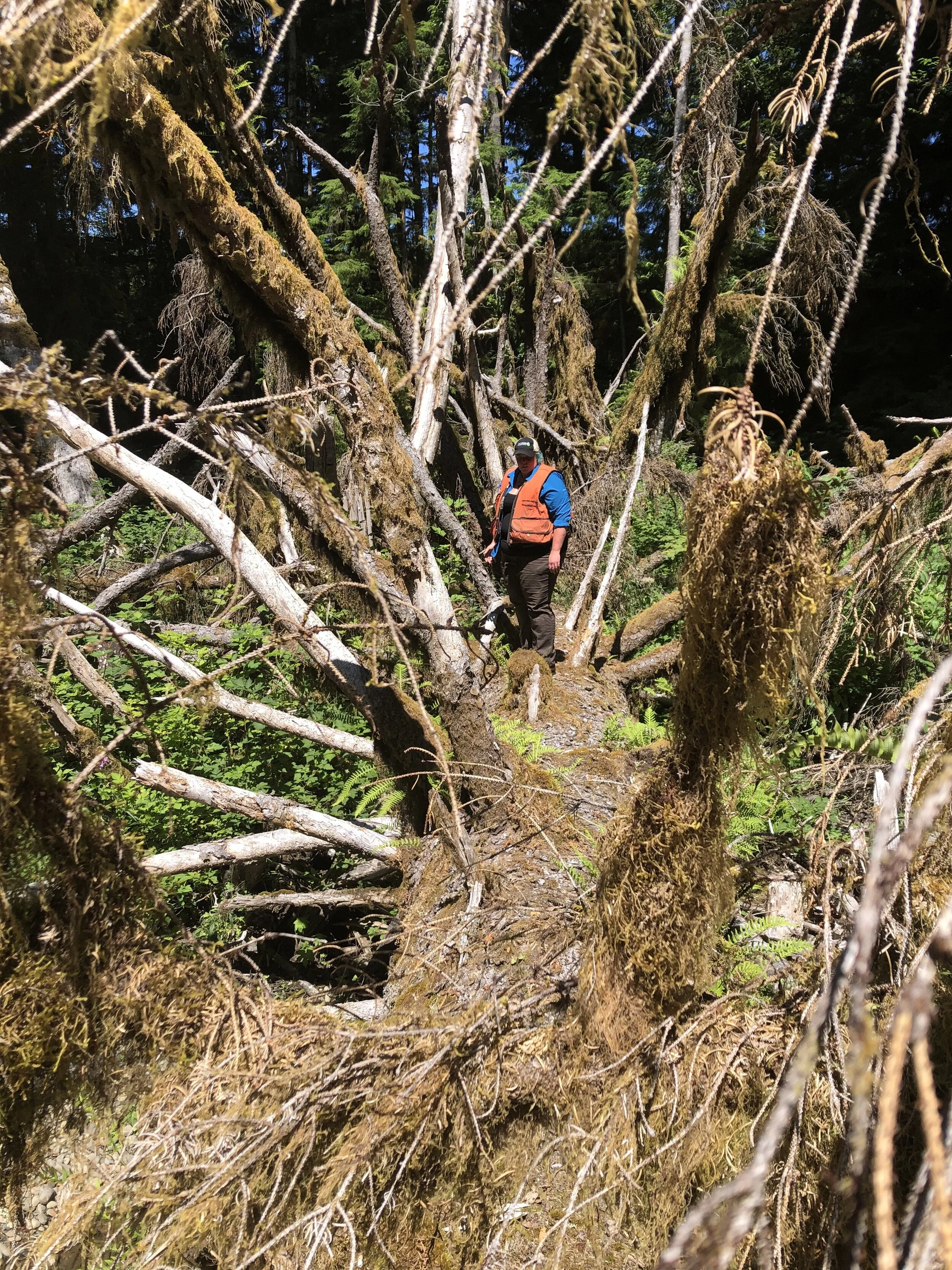 Forester Jamie Bass explores one of the trees that will become a log jam for salmon and stream restoration.