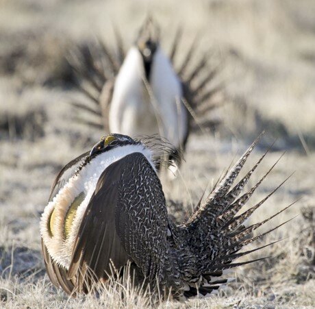 greater sage-grouse state-threatened.jpg