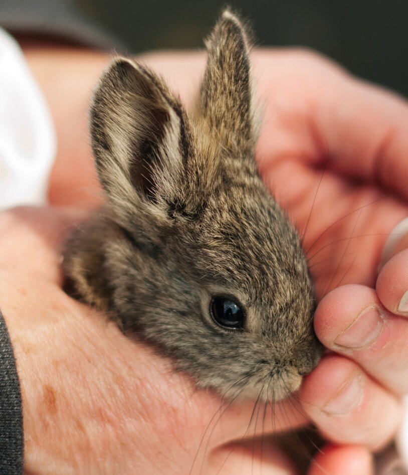 pygmy rabbit.jpg