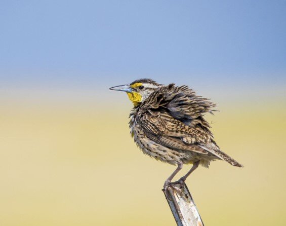 western meadowlark.jpg