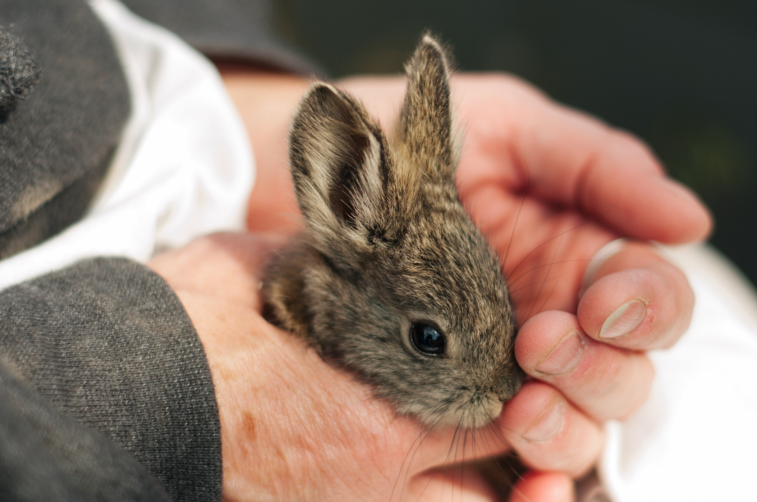 Самый маленький класс животных. Айдахский кролик, кролик-Пигмей. Айдахский кролик Пигмей. Карликовый кролик Пигмей. Айдахский карликовый кролик.
