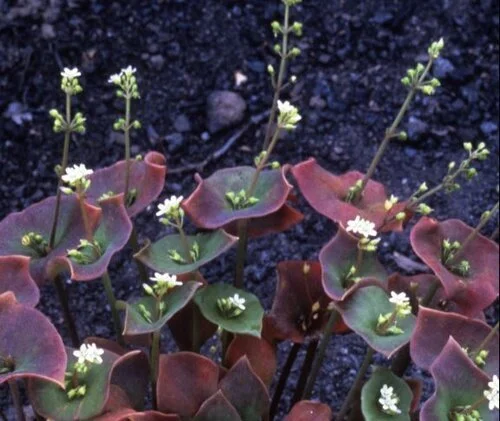 Nature at Home: Building Edible Landscapes
