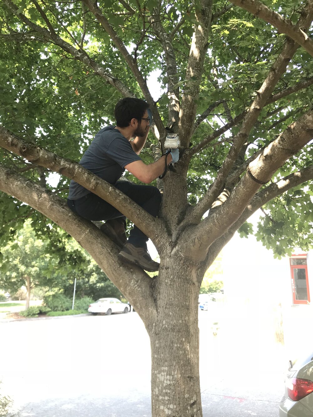 Mathis Messager climbs into a tree to sample moss for metals using a portable x-ray machine. Photo courtesy of Messager.