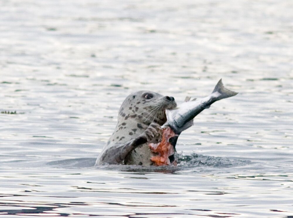 Toxics flow into Puget Sound and ultimately throughout the food web as we see this harbor seal feasting on salmon near Friday Harbor. © Phil Green/TNC