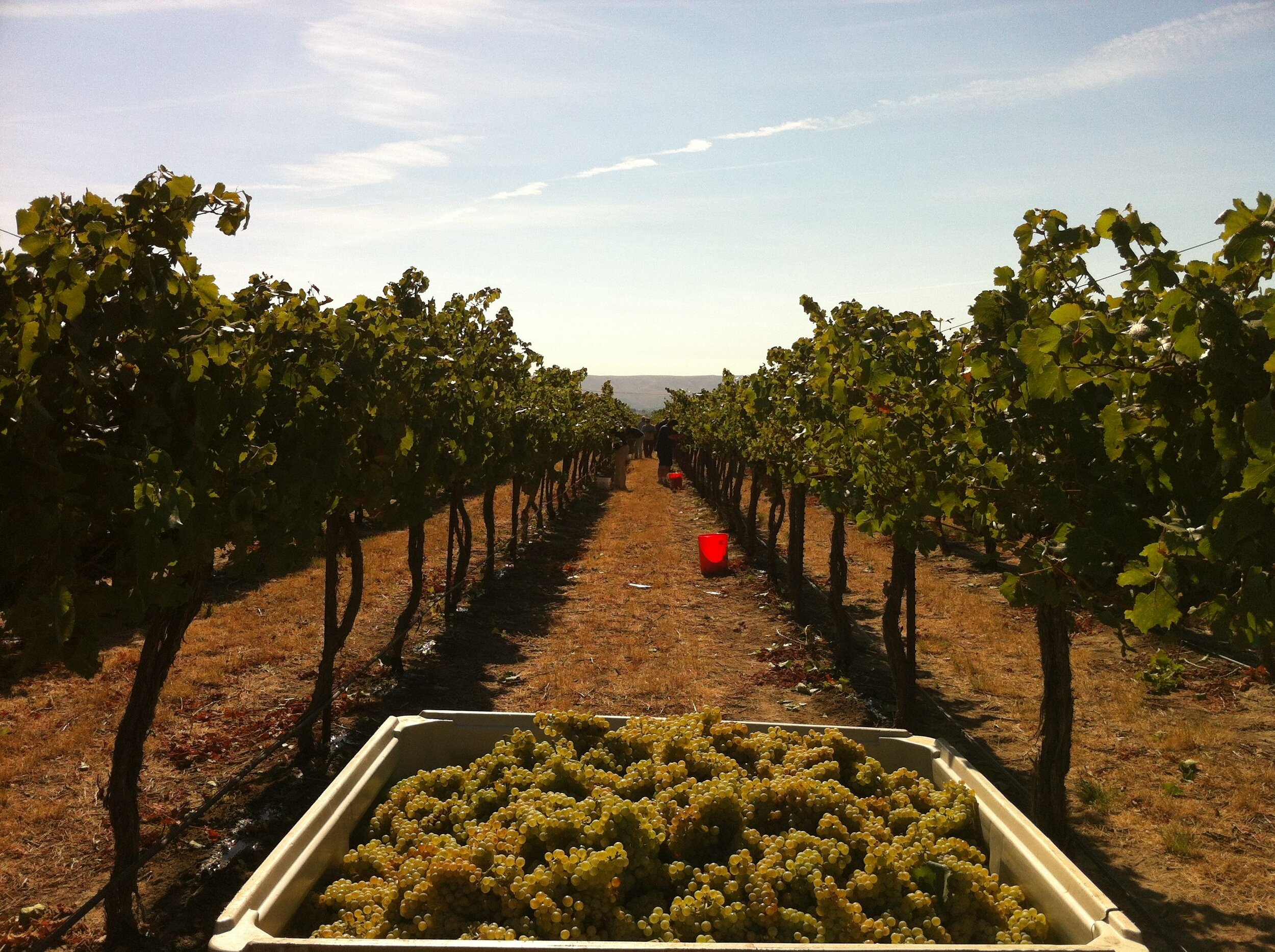 Chardonnay_grapes_harvested_from_Wykoff Vineyard in Yakima Valley creative commons photo by Agne27.jpg