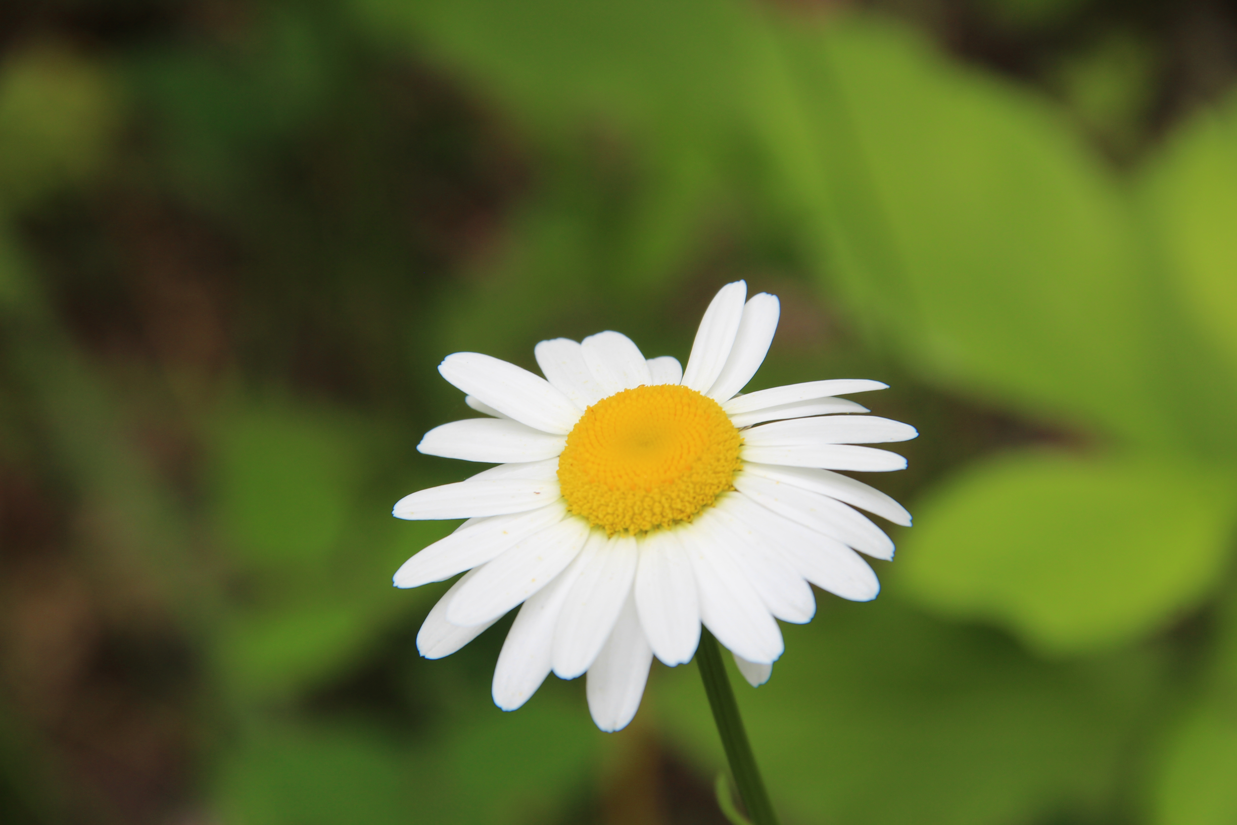 Weed Mapping Volunteer Hike