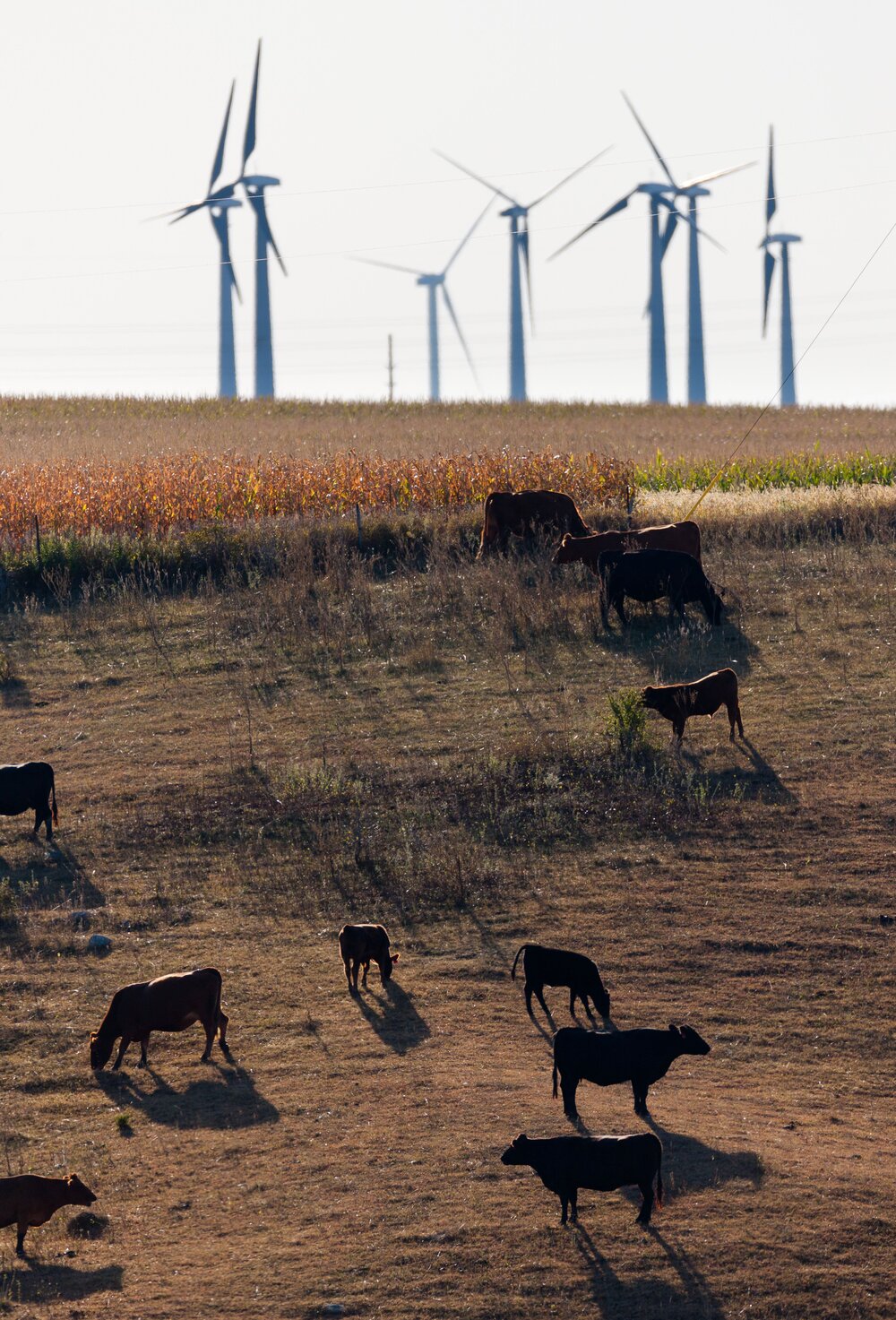 Cattle graze near wind turbines near a TNC preserve in Minnesota. Photo by Richard Hamilton Smith.