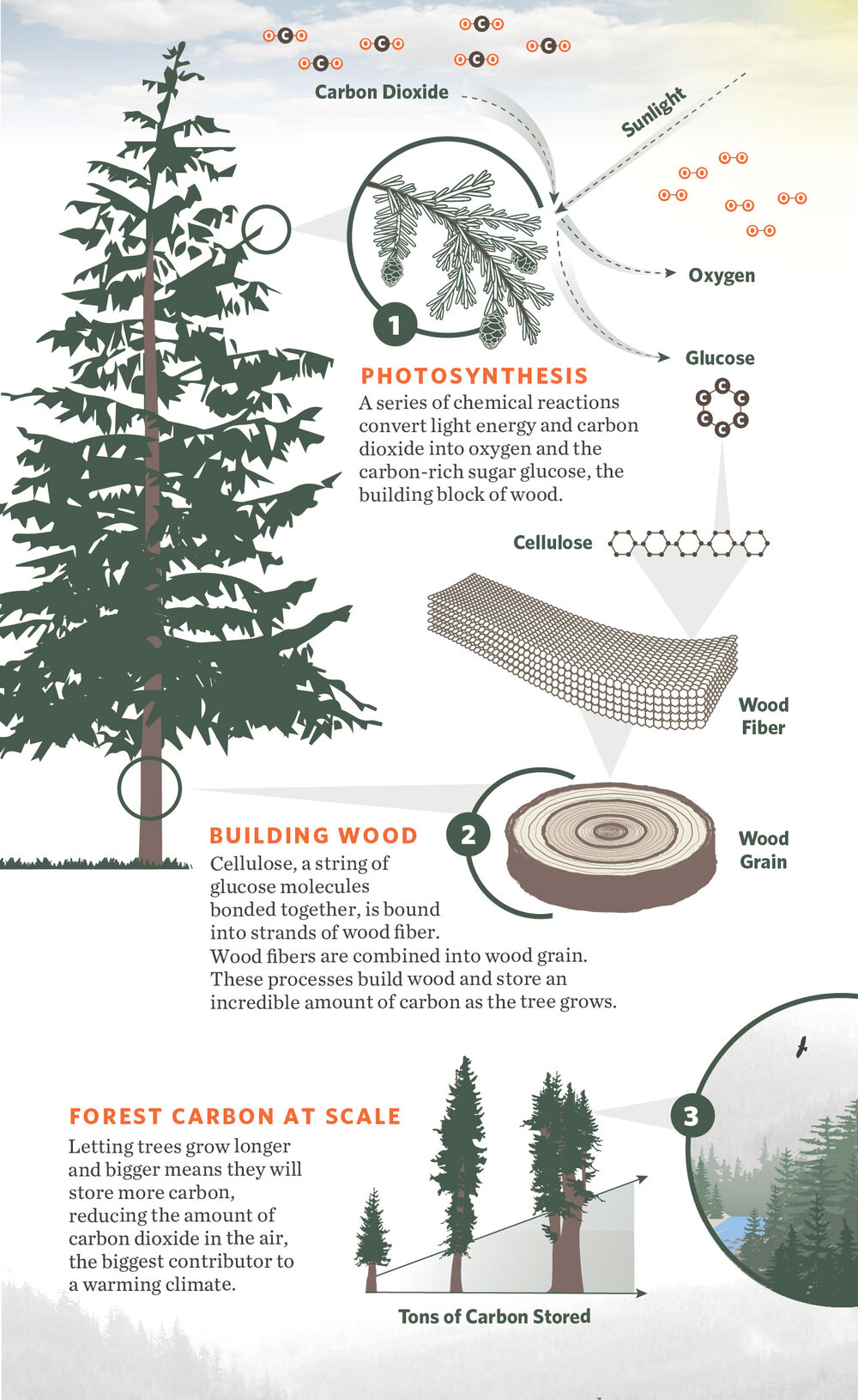 How trees capture and store carbon dioxide (in aboveground biomass – leaves, stems and trunks). Infographic: TNC/Erica Simek Sloniker
