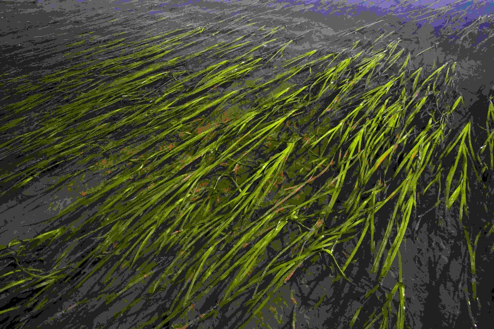 Eelgrass at Barnum Point Port Susan Puget Sound by Benj Drummond.jpg