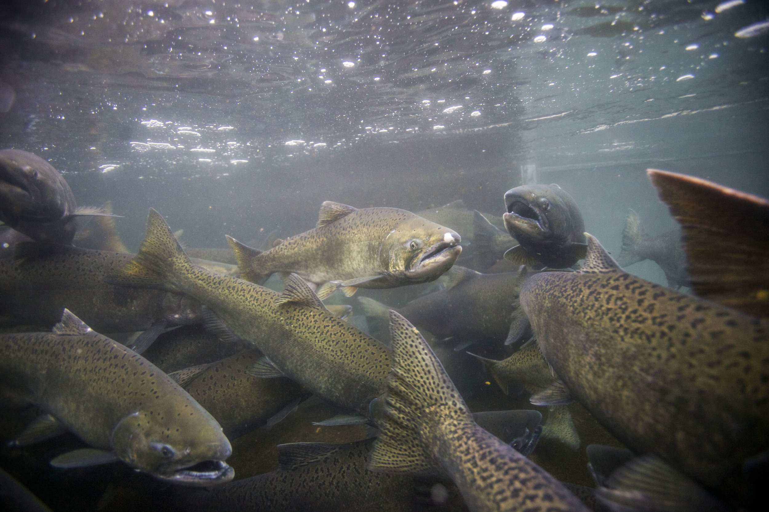 Fall chinook salmon adults - public domain photo.jpg