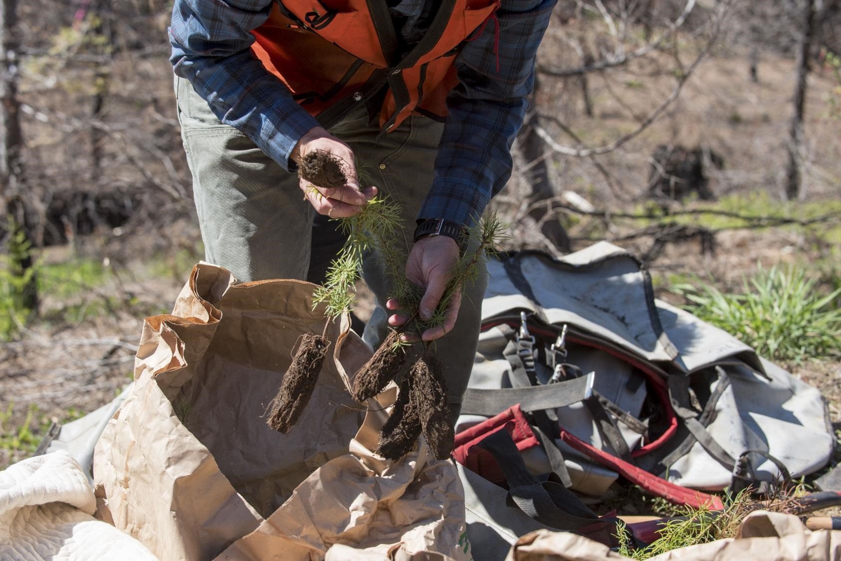 TNC-WA_KyleSmith_Roslyn burn replanting_by Hannah Letinich.jpg