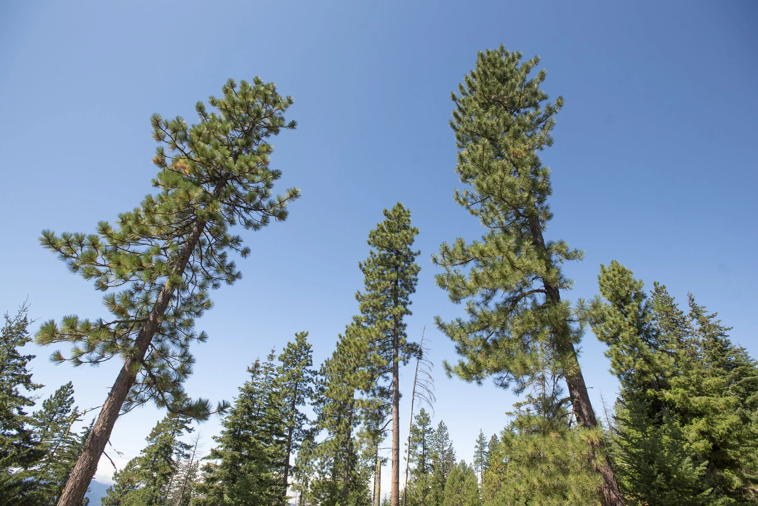 Creative Forest Thinning Reduces Fire Risk and Fosters Healthy Forests