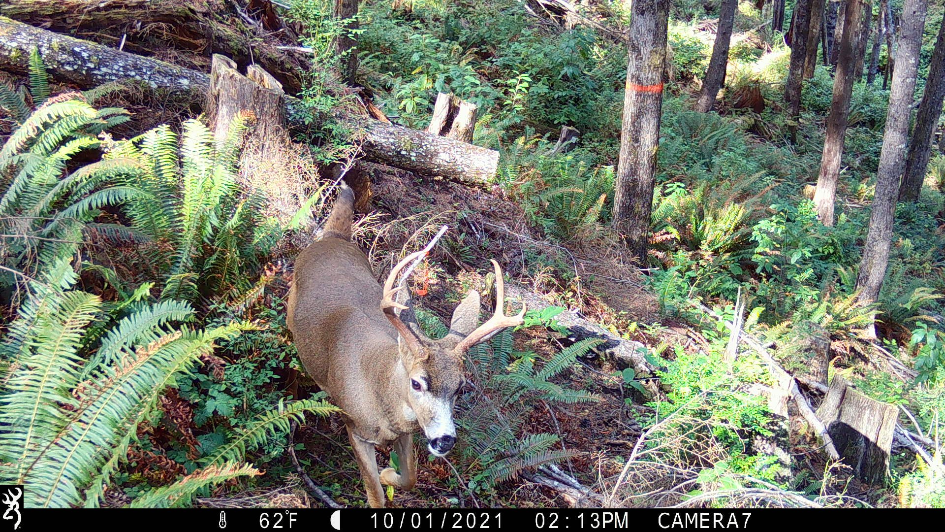 Catching Animals... on Camera in the Ellsworth Creek Preserve 