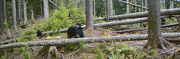 Nature Moment: Mama Bear & Cub, and More, at Ellsworth Creek Preserve